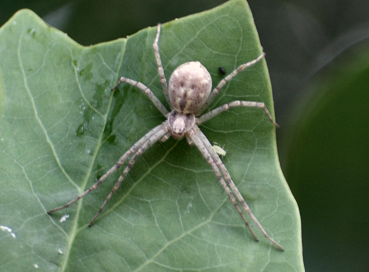 Philodromus - Lesmo (MB)